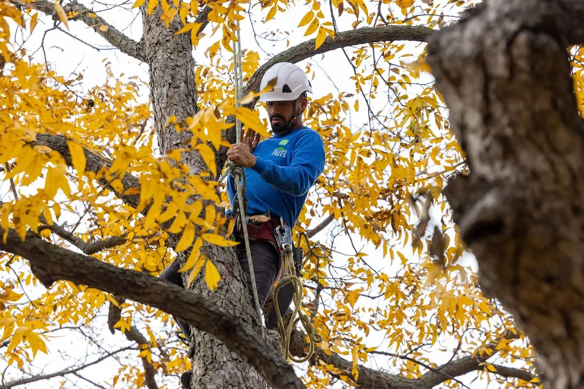 Skilled Tree Planing crew working in Richwood
